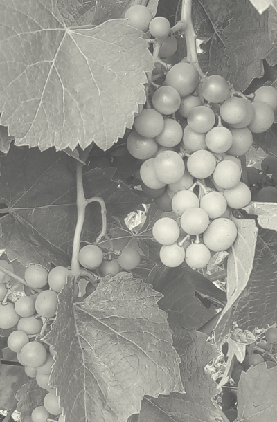 venta de sidra y txakoli Sidreria Bodega Etxerriaga Sagardotegia, sidra y txakoli de Bizkaia, la mejor sidra y txakoli de Bizkaia, bodega de Amorebieta-Etxano, zornotzako sagardotegia, sidreria en amorebieta, Etxerriaga, sidreria etxerriaga, etxerriaga sagardotegia, bodega etxerriaga, sidra vasca, bizkaiko sagardotegia, sagardotegia, bodega en bizkaia, txakoli en bizkaia, venta de sidra en bizkaia, sidra online, venta de txakoli en bizkaia, denominación de origen, denominacion de origen en bizkaia, venta de sidra en amorebieta, venta de txakoli en amorebieta, sidra en zornotza, txakoli en zornotza, mejor sidra y txakoli de bizkaia, comprar sidra, comprar txakoli, productos de la huerta, enoturismo, catering para empresas, elaboracion de sidra, servicio de txosnas, elaboracion de txakoli, sidreria vasca, agroturismo, sidra y chuletones, Amorebieta-Etxano, bodega bizkaia, bodega amorebieta, bodega, sideria, viñedos